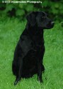 Mutt at the Park 003.jpg